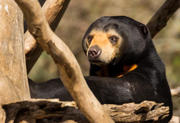 Sun bear ser — Stockfoto