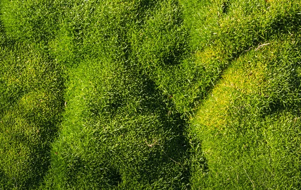 Grön mossa gräs — Stockfoto