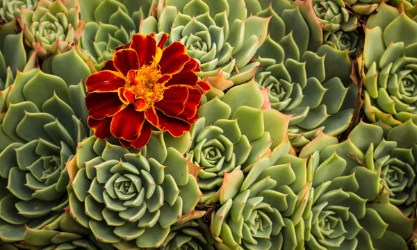 Marigold — Stock Photo, Image