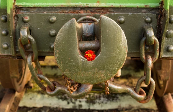 Marigold Linkage — Stock Photo, Image