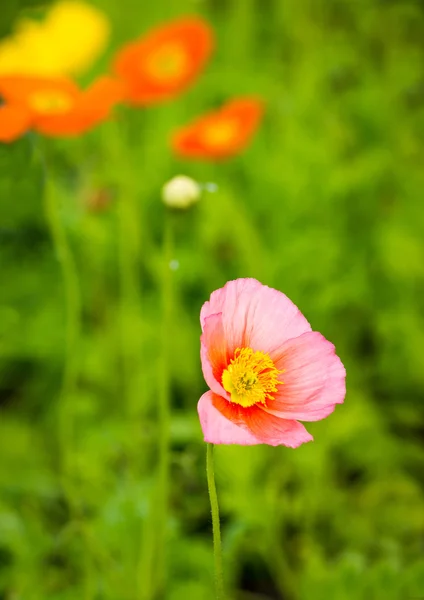 Rosa Mohn — Stockfoto