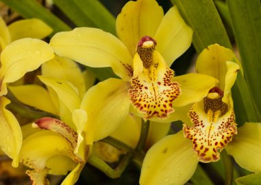 Sarı Orkide