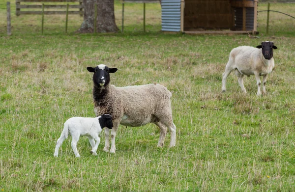 Dorper schapen — Stockfoto