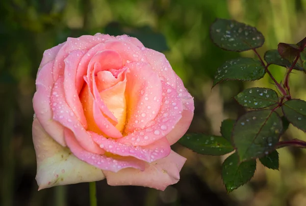 Дощ троянди — стокове фото
