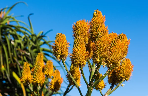 Yellow Cone Flowers — Stock Photo, Image