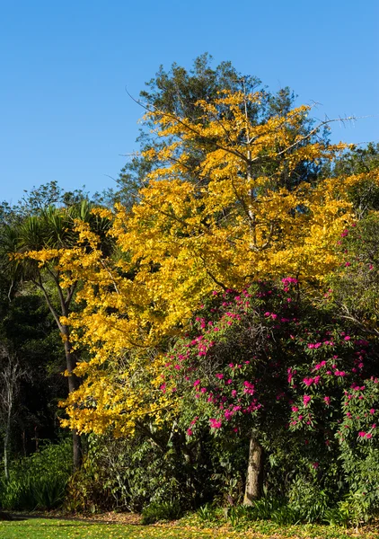 Żółty drzewo — Zdjęcie stockowe