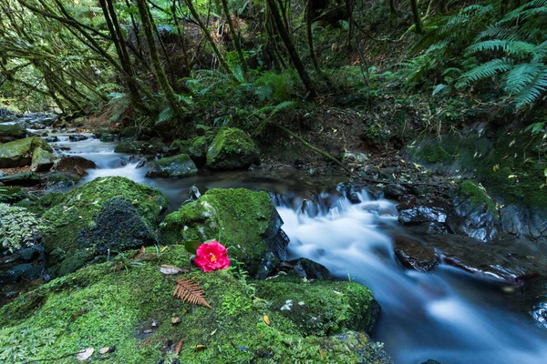 Cor na floresta — Fotografia de Stock