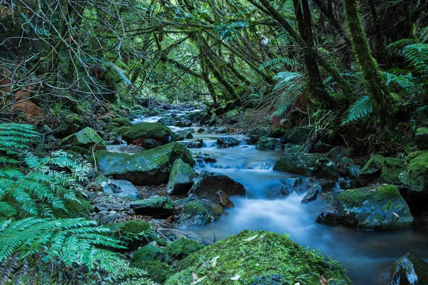 Waldbach — Stockfoto