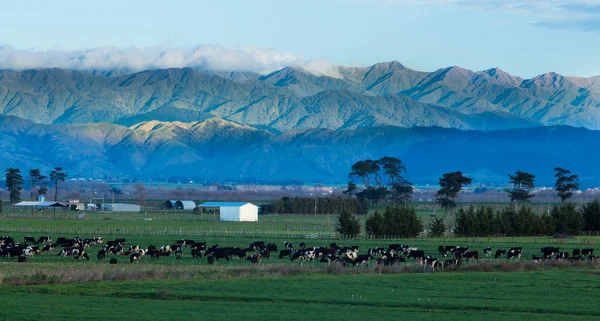 Farming New Zealand — Stock Photo, Image