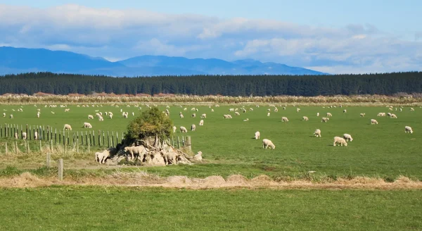 Flat Sheep Farmland.JPG — Stock Photo, Image