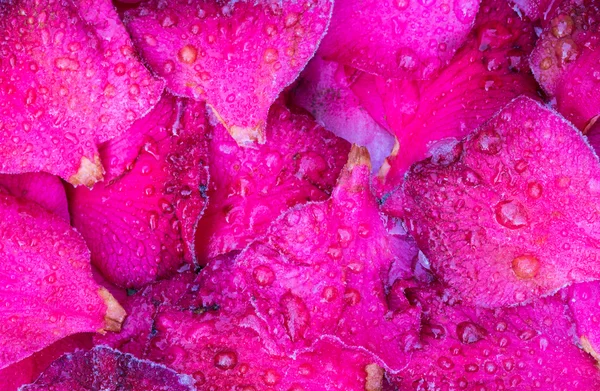冬季彩色花瓣 — 图库照片