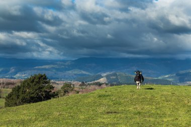 be ineği tek başıma