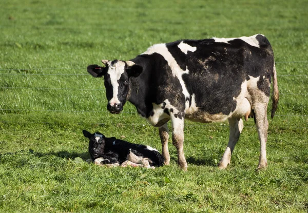 새로 태어난된 calf.dng — 스톡 사진