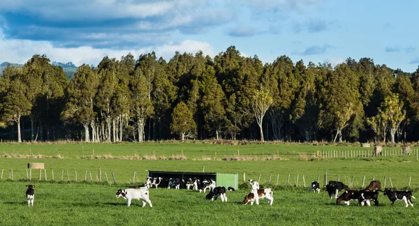 Kalveren kudde — Stockfoto