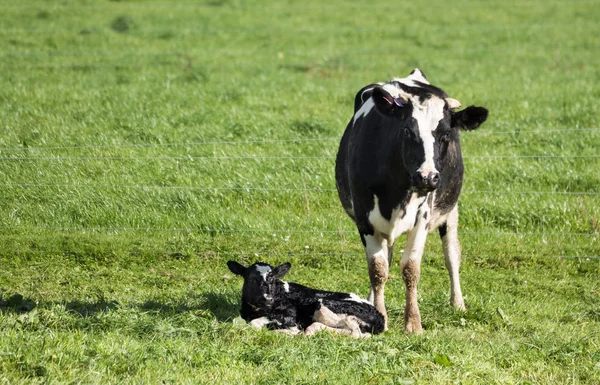 Friesian Cow Calf — Stock Photo, Image