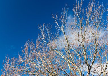 Ağaç Kış gökyüzü