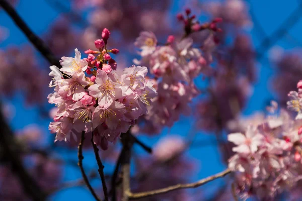 Flor de invierno — Foto de Stock