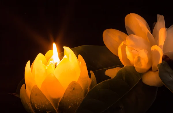 Magnolie bei Kerzenschein — Stockfoto