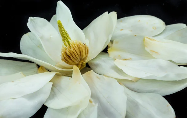 Otevřít magnolia — Stock fotografie