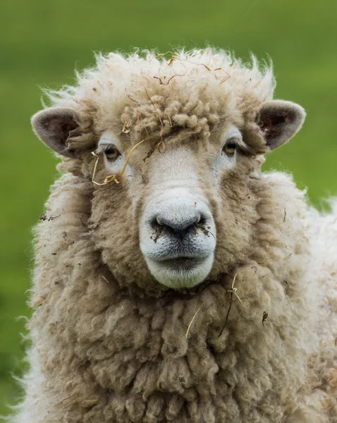 Nya Zeeland-ewe får — Stockfoto