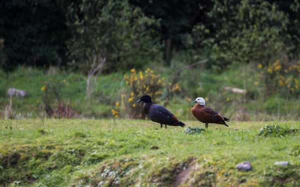 Paraíso Shelduck — Foto de Stock