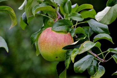 Pinova - ya da Pinata, Sonata ya da Corail - Malus domestica Pinova, ağaçta, Bavyera 'da, Almanya' da, Avrupa 'da, Clivia ve Altın Lezzet çeşitleri arasında geçiş yapar.