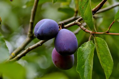 Erikler - Prunus domestica - hasat, Bavyera, Almanya ve Avrupa 'dan önce, yazın sonunda olgunlaşan mor renkli ağaçlar