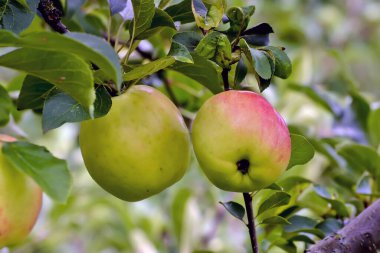 Türünün ilk elmaları Piros, Malus Piros, tatlı elması, ağaçta olgunlaşmış, Bavyera, Almanya, Avrupa