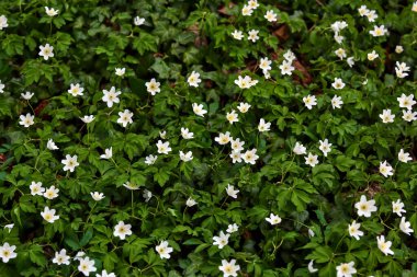 İlkbaharın başlarında, Bavyera, Almanya, Avrupa