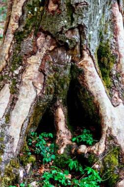 Ormandaki kesilen odunları alarak zarar gören bir ladin sandığı.