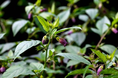 Belladonna çiçekleri - Atropa belladonna - yazın yol kenarında, Bavyera, Almanya, Europa