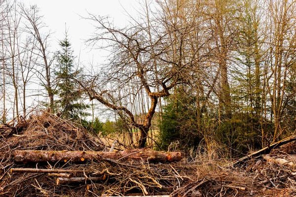 Trabajos Forestales Otoño Antes Del Comienzo Del Invierno Madera Muerta —  Fotos de Stock