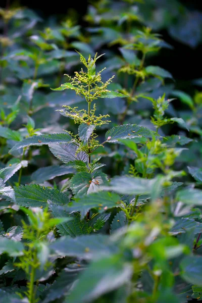 Male Stinging Nettle Urtica Dioica Flowers Shortly Blooming — Stock Photo, Image
