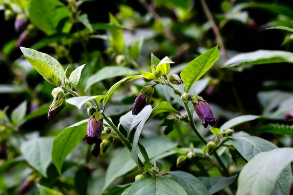 Flowers of belladonna - Atropa belladonna - by the waiside in summer, Bavaria, Germany, Europa