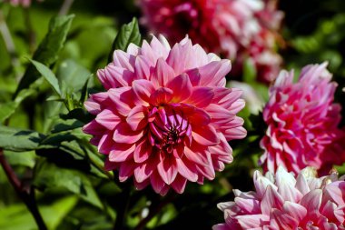 Yıldız çiçeğinin adı Kandy, Asteraceae, yaz ve sonbaharda