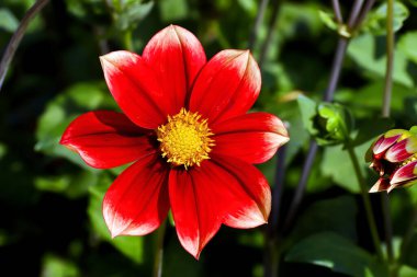 Yıldız çiçeğinin kırmızı ve beyaz çiçeğinin adı Corona aynı zamanda Korona, Asteraceae, yaz ve sonbaharda