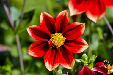 Yıldız çiçeğinin kırmızı ve beyaz çiçeğinin adı Corona aynı zamanda Korona, Asteraceae, yaz ve sonbaharda