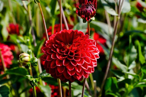 Red Flower Dahlia Named Hans Peter Cornils Asteraceae Late Summer — Photo