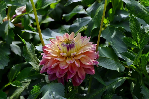 Pink Yellow Flower Dahlia Named Prima Asteraceae Late Summer Autumn — Stock Photo, Image