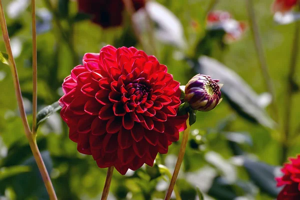 Flor Vermelha Dália Chamada Hans Peter Cornils Asteraceae Final Verão — Fotografia de Stock