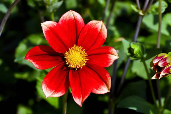 Flor Vermelha Branca Dália Chamada Corona Também Korona Asteraceae Final — Fotografia de Stock