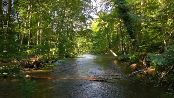 Дикий Природний Потік Через Природний Змішаний Ліс Заболочений Край Баварія — стокове відео