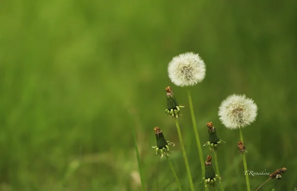 Paardebloemen op de achtergrond van groen gras — Stockfoto