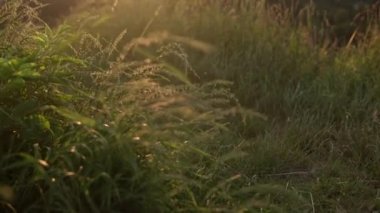 Panoramik olarak, batan güneş ışınlarıyla yabani otların sarı kulaklarını vuruyorlar. Kuru otlar gün batımında rüzgarda sallanıyor. Şafaktan sonra dağlardaki vahşi çayır manzarası. Doğa, özgürlük, yaşam konsepti