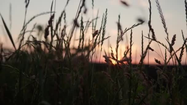 Close up panoramic shooting yellow ears of wild grass in rays of setting sun. dry field grass swaying in wind during sunset. view of wild meadow in mountains after dawn. Nature, freedom, life concept — Stock Video