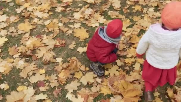 Dos niños divertidos felices niño Chica caminando en el bosque del parque disfrutando de otoño otoño naturaleza clima. Kid Recoger hojas que caen en cestas, en busca de la cosecha de setas jugando escondido detrás de los árboles — Vídeos de Stock