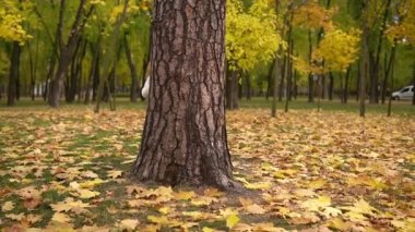 İki mutlu komik çocuk oğlan oğlan oğlan kız parkta sonbahar havasının tadını çıkarıyor. Kardeşler, Çocuk Koleksiyonu sepetlere düşen yaprakları toplar, ağaçların arkasına saklanıp saklambaç oynar.