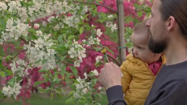 Люди в парке. Папа держит дочку на руках рядом с цветущей яблоней и нюхает цветы. родители и веселые дети гуляют на свежем воздухе. День отца, детство, концепция родительства — стоковое видео