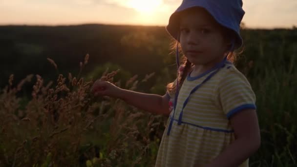Aranyos óvodás kislány érintse meg a kezét sárga füvet a hegy tetején naplemente előtt. Egy gyerek sétál a mezőn. Boldog gyerek a hegyekben. gyermekkor, természet, életmód, nyári koncepció — Stock videók