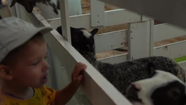 Liten trevlig Kid Feed Unga Får i Cage. Söt liten barn tittar på djur ha kul spendera tid på kontakt Zoo. Glad Familj Resor för att besöka Utfodring Vild och Husdjur hemma gård. Naturbegrepp — Stockvideo